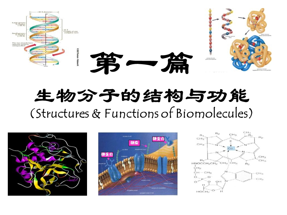 第一章核酸.ppt_第1页