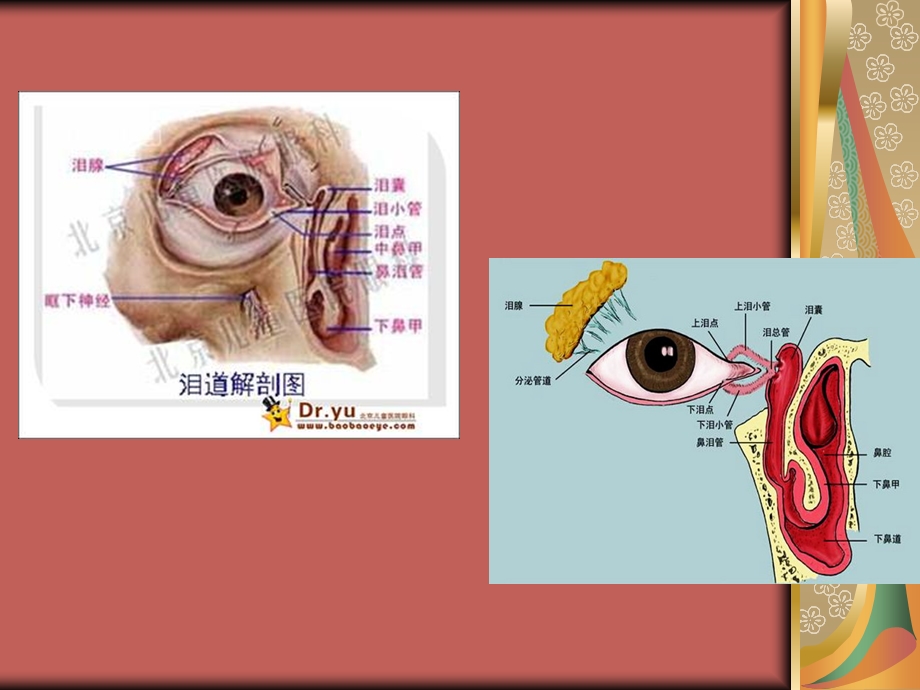 泪道疾病新技术新进展（PPT 精品） .ppt_第2页