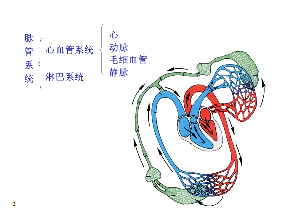 心血管系统.ppt_第2页