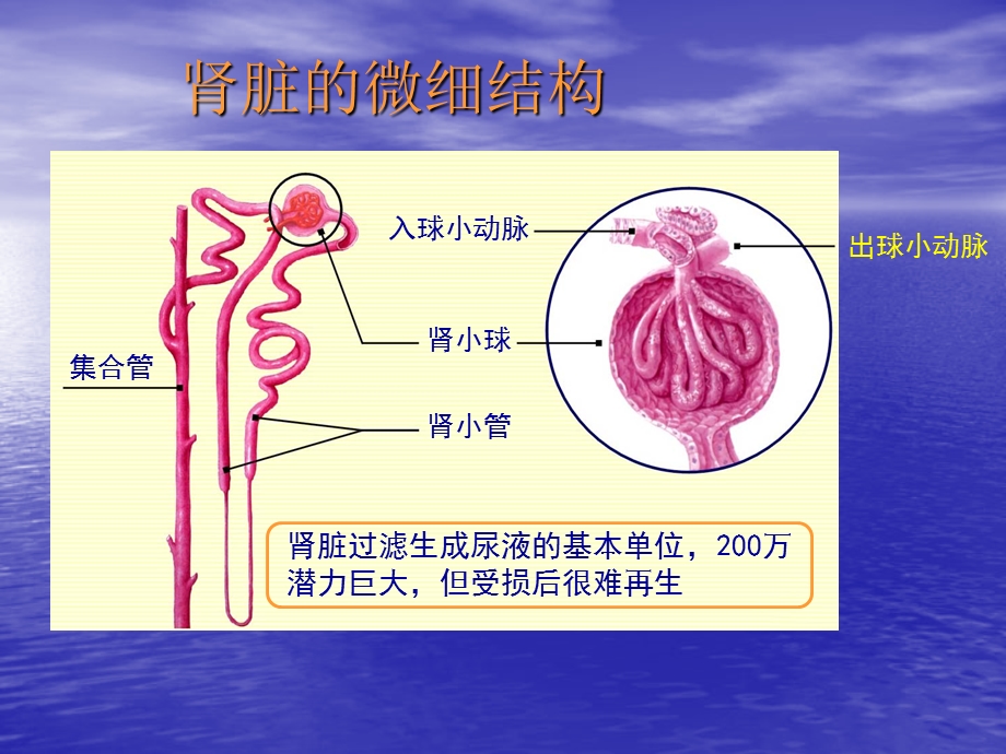 慢性肾脏病心血管并发症的防治策略.ppt_第3页