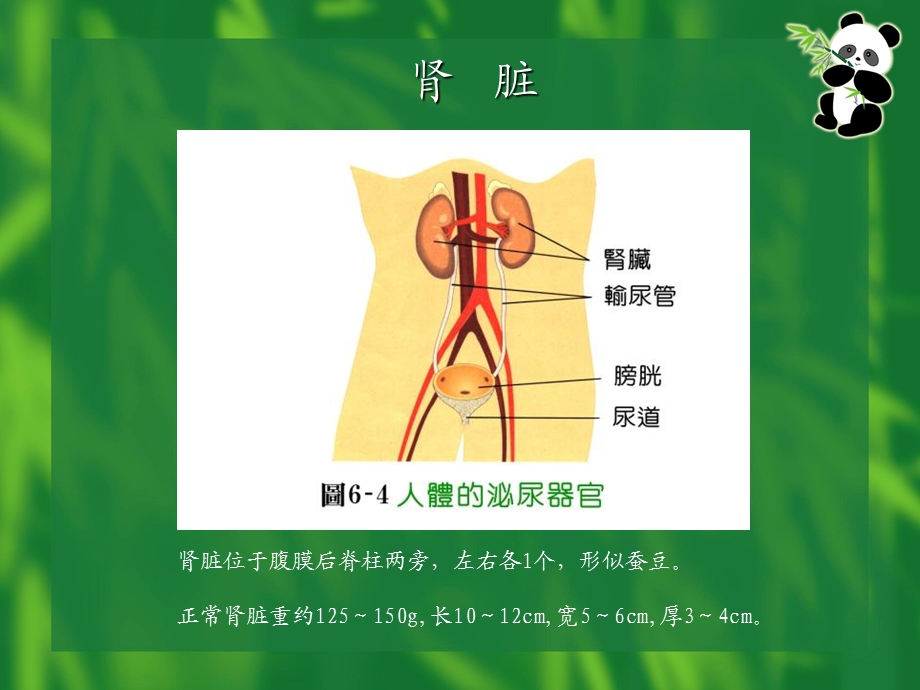 提高对肾脏疾病的认识.ppt_第2页