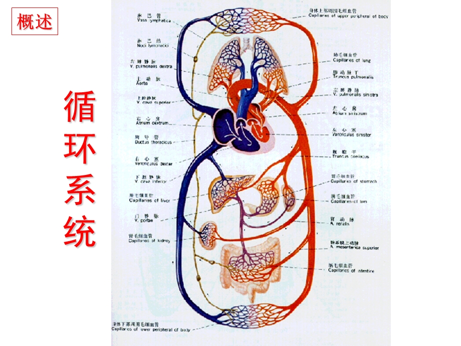 病理生理第15章 心力衰竭.ppt_第3页