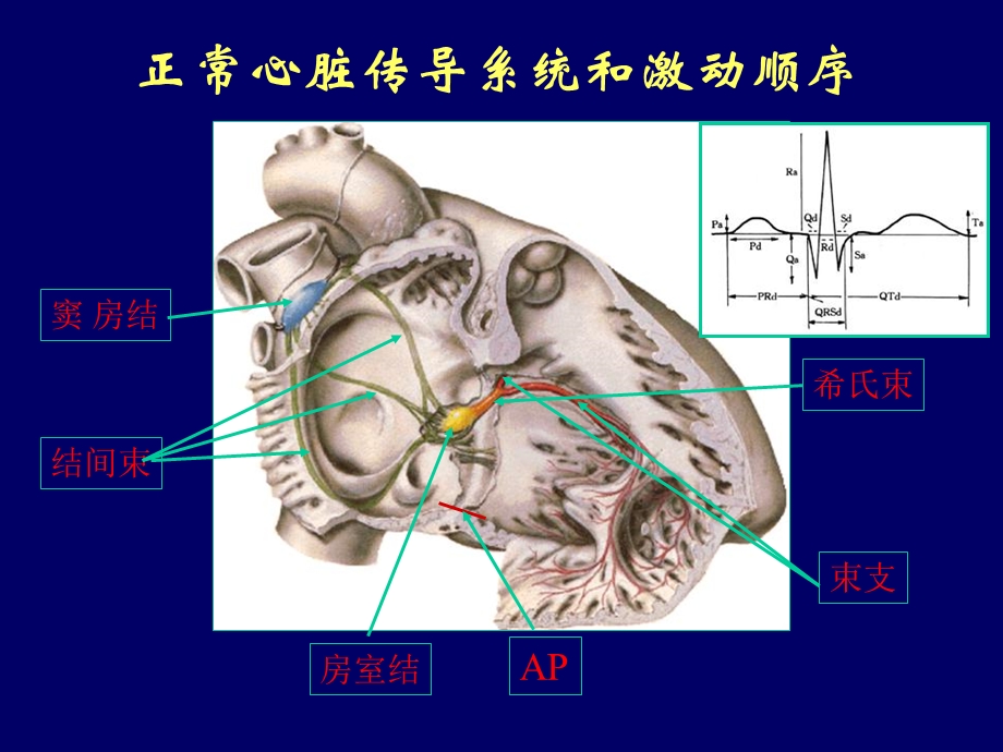 心律失常的诊断与治疗.ppt_第2页