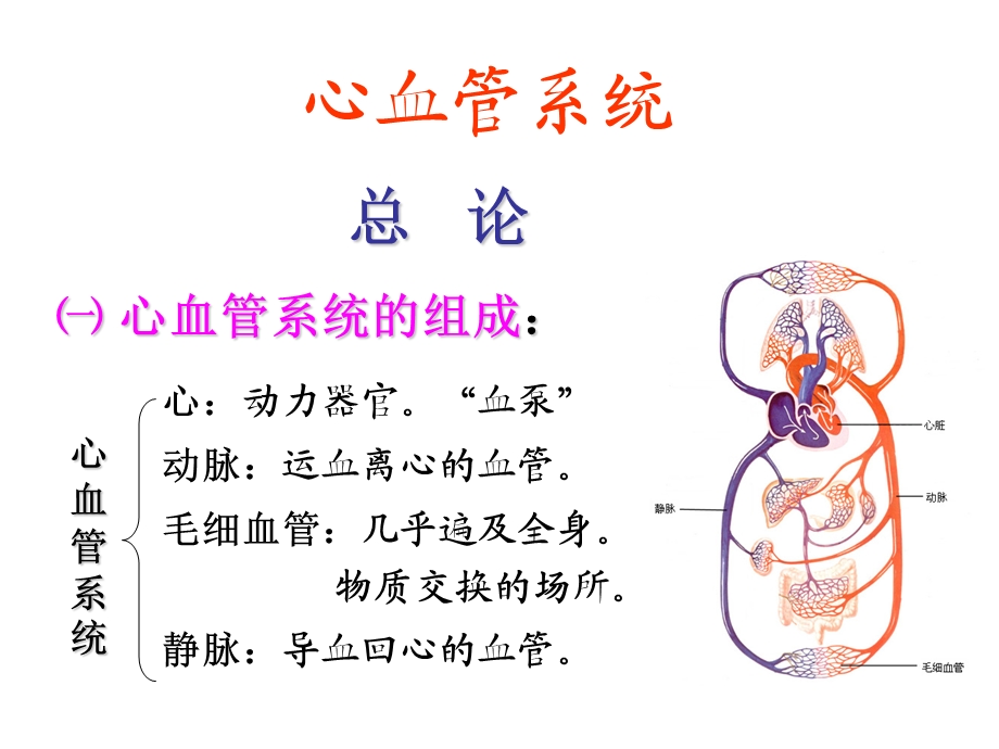 循环系统心脏.ppt.ppt_第3页