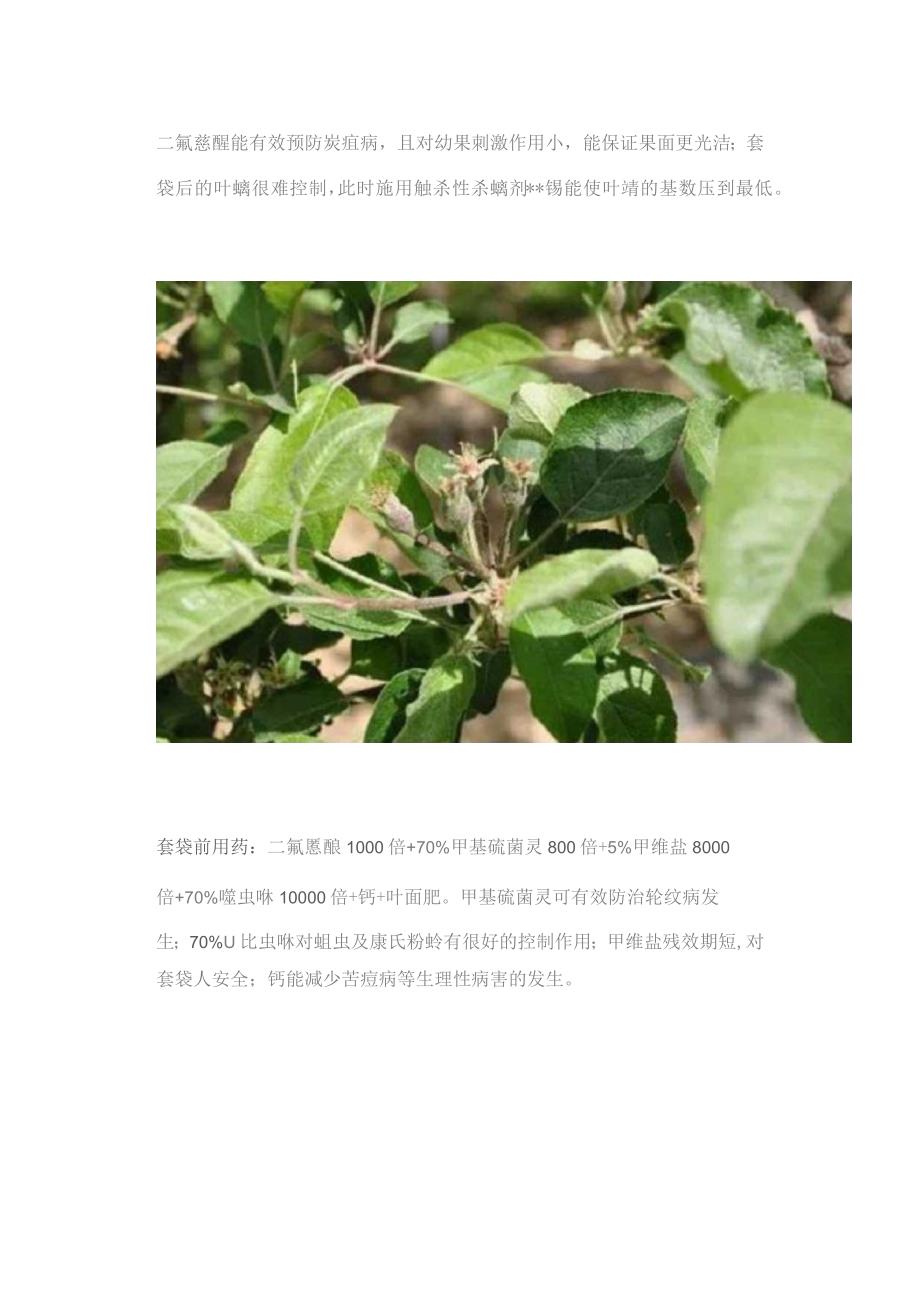 苹果园病虫害防治全年用药方案.docx_第3页