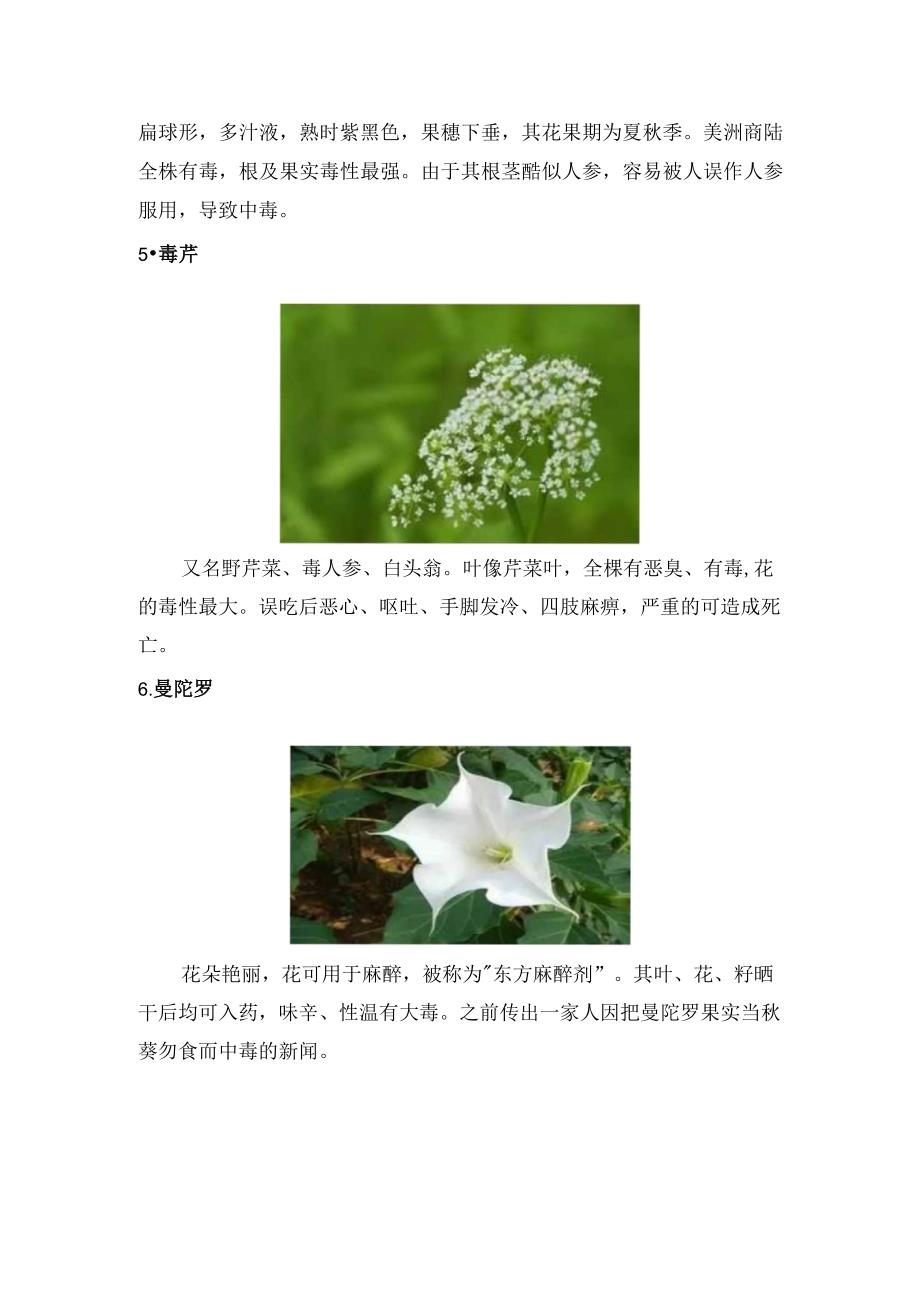 野生植物小常识.docx_第3页