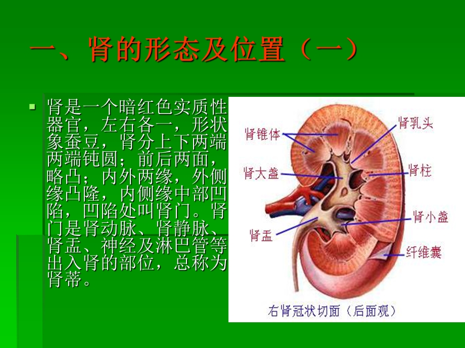 肾切除手术的配合.ppt_第3页