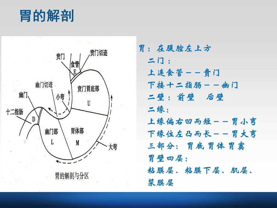 胃大部切除术手术配合.ppt_第2页