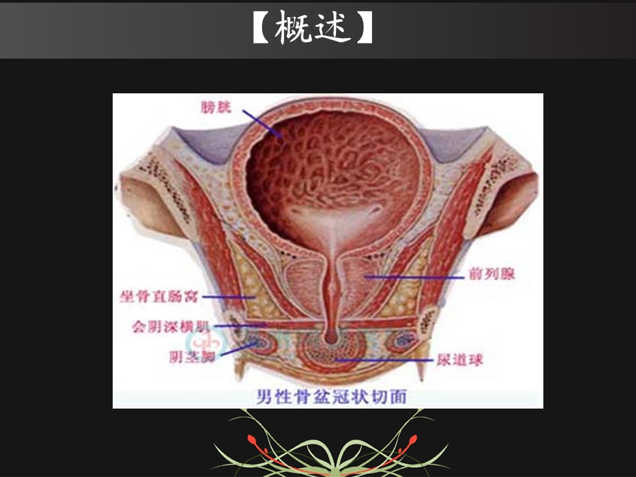 护生小讲座：前列腺电切术.ppt_第2页