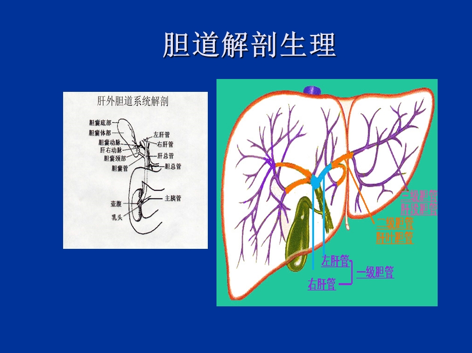 胆囊结石及防治.ppt_第2页