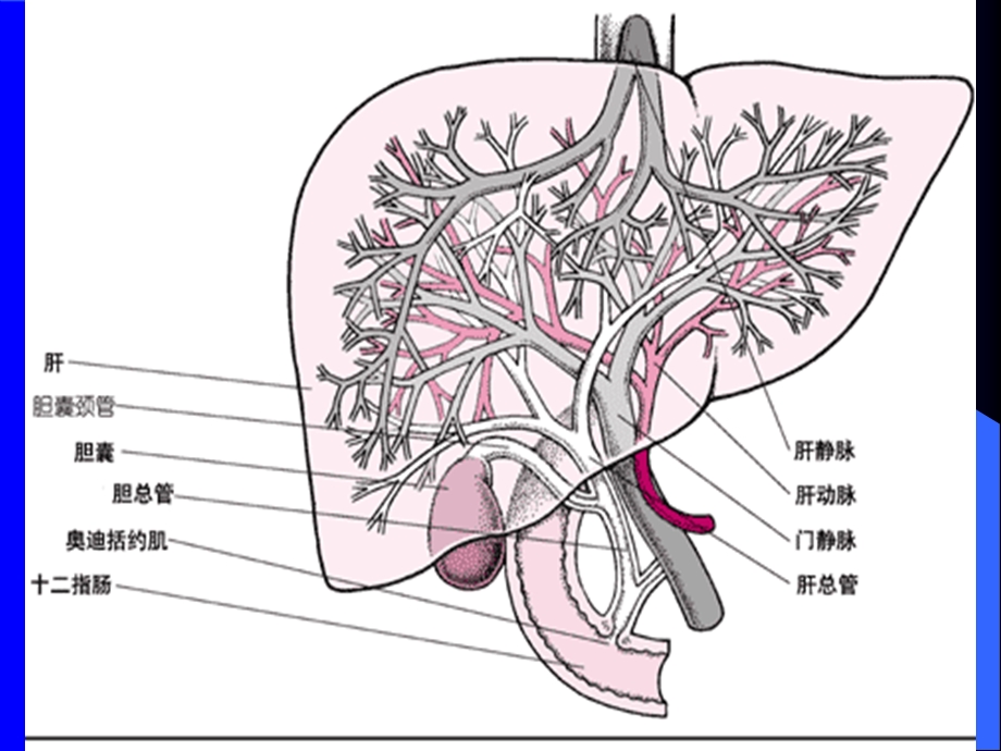 胆囊结石.ppt_第3页