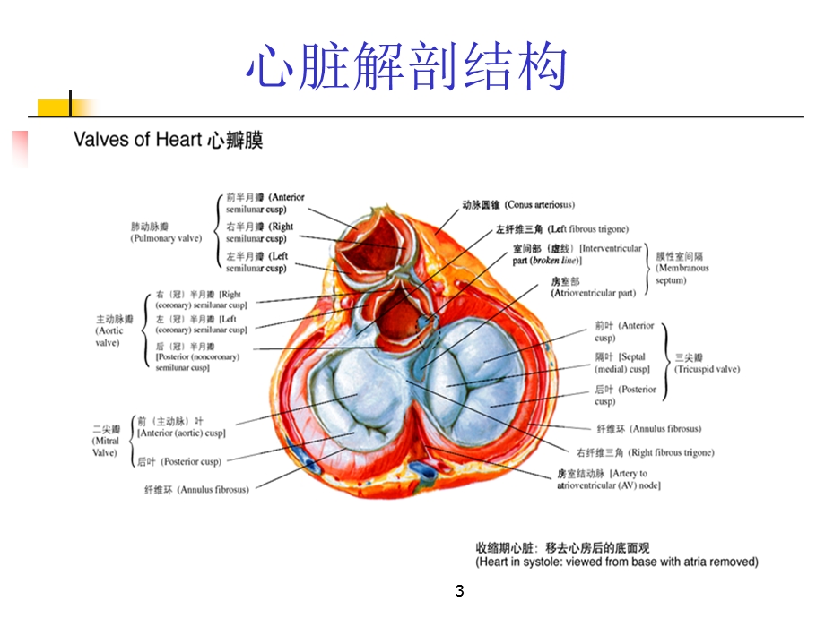 心脏瓣膜病1.ppt_第3页