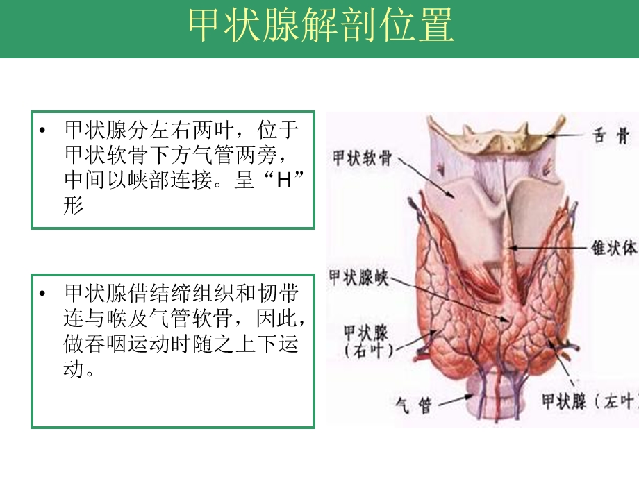 甲状腺手术配合.ppt_第3页