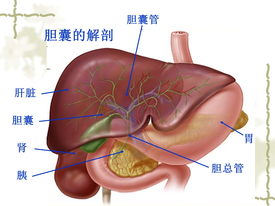 腹腔镜下胆囊切除术护理.ppt.ppt_第3页