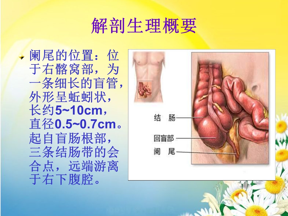 阑尾解剖生理.ppt_第2页