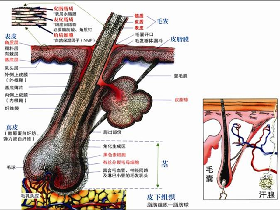 毛发生理学初级课程.ppt_第1页