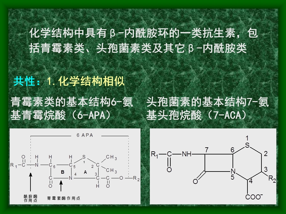 B内酰胺类抗生素.ppt_第2页