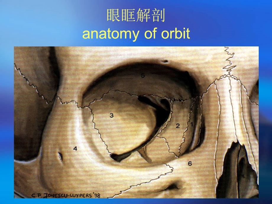 眼科学眼眶病精要.ppt_第3页