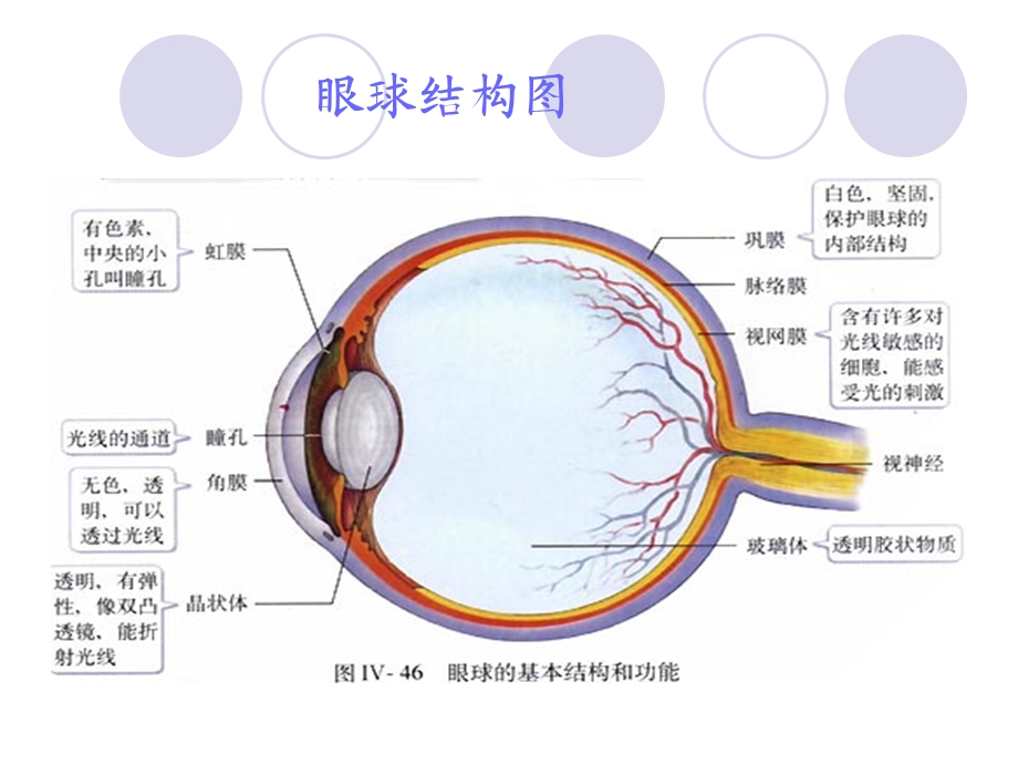 急性闭角型青光眼.ppt_第3页