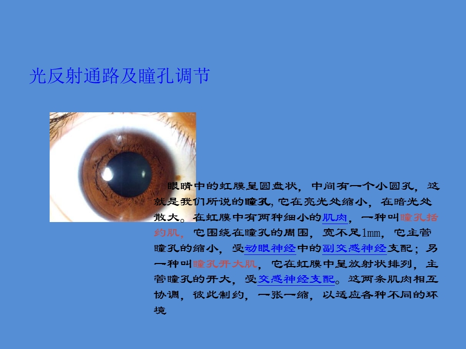 脑外科瞳孔观察3.ppt.ppt_第3页