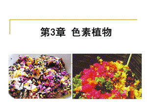 色素植物.ppt