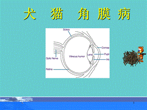 犬猫角膜病.ppt