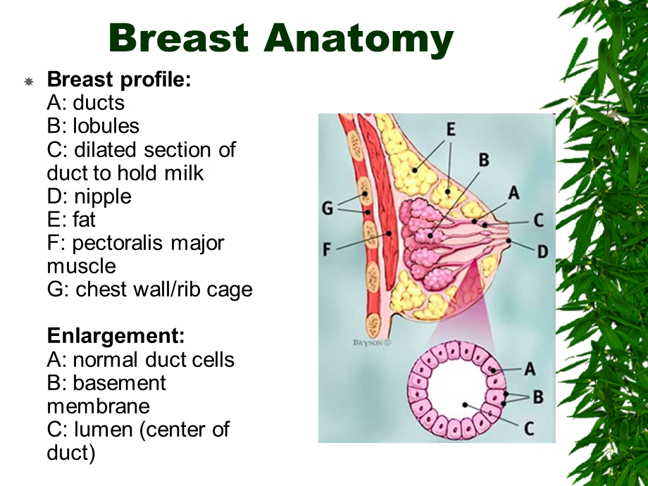 BREAST DISEASEunepa.wdfiles.com.ppt_第2页