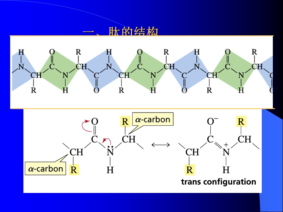 第二十四章 多肽与蛋白质类药物 生物制药工艺学.ppt_第2页