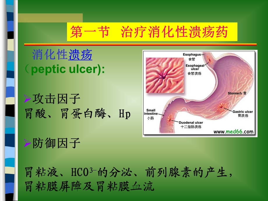 第三十二章作用于消化系统药物 幻灯片1.ppt_第2页