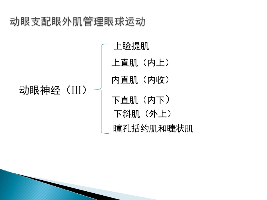 动眼神经解剖图文.ppt_第2页