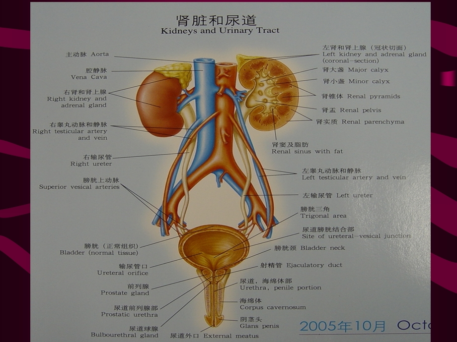 泌尿系超声诊断.ppt_第2页