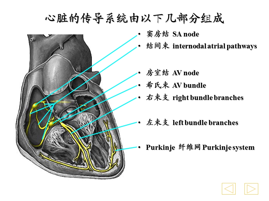 如何学习心电图诊断.ppt_第1页