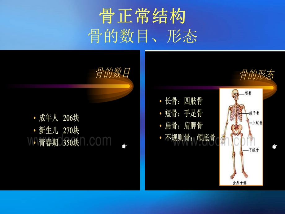 X线正常解剖变异(最终版).ppt_第3页