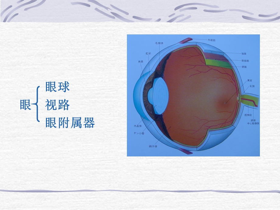 眼的解剖与组织学ppt.ppt_第2页