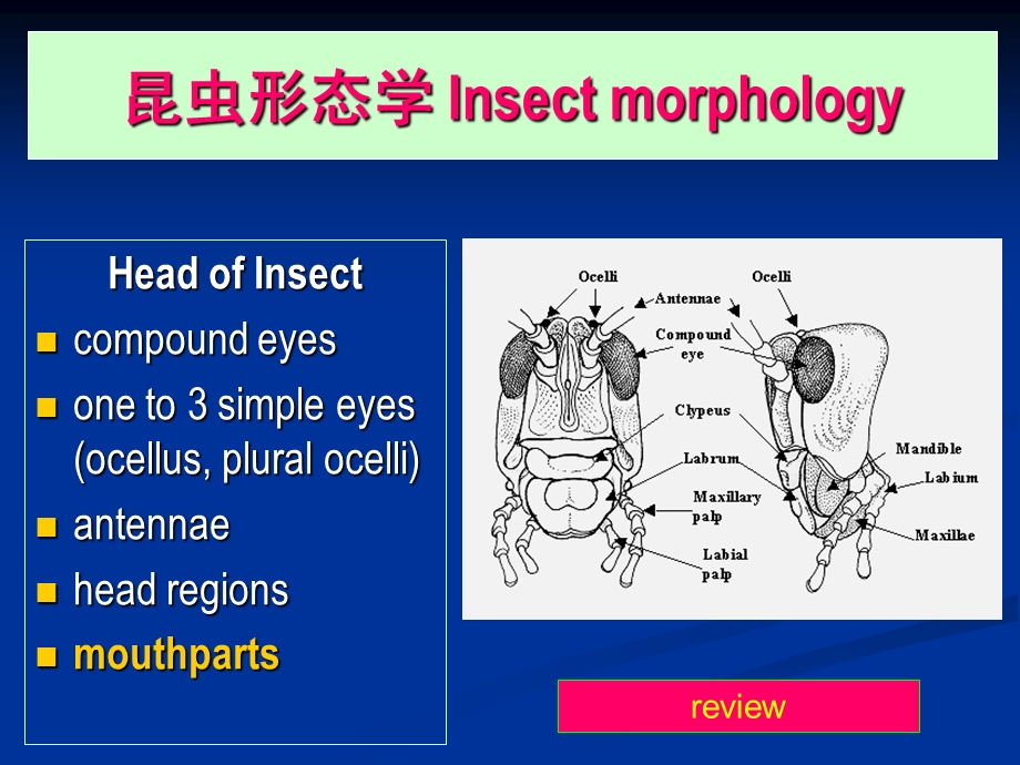 Entomology4昆虫的胸部Thorax.ppt_第1页