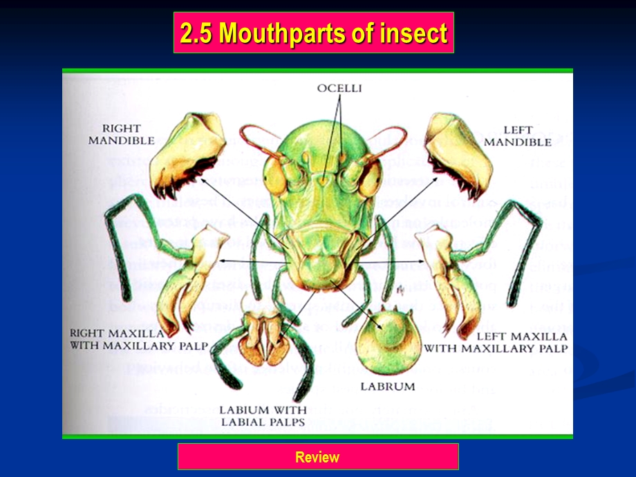 Entomology4昆虫的胸部Thorax.ppt_第2页