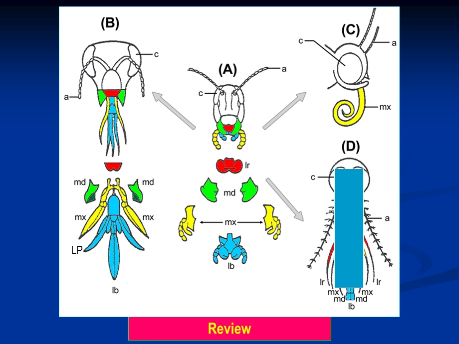 Entomology4昆虫的胸部Thorax.ppt_第3页