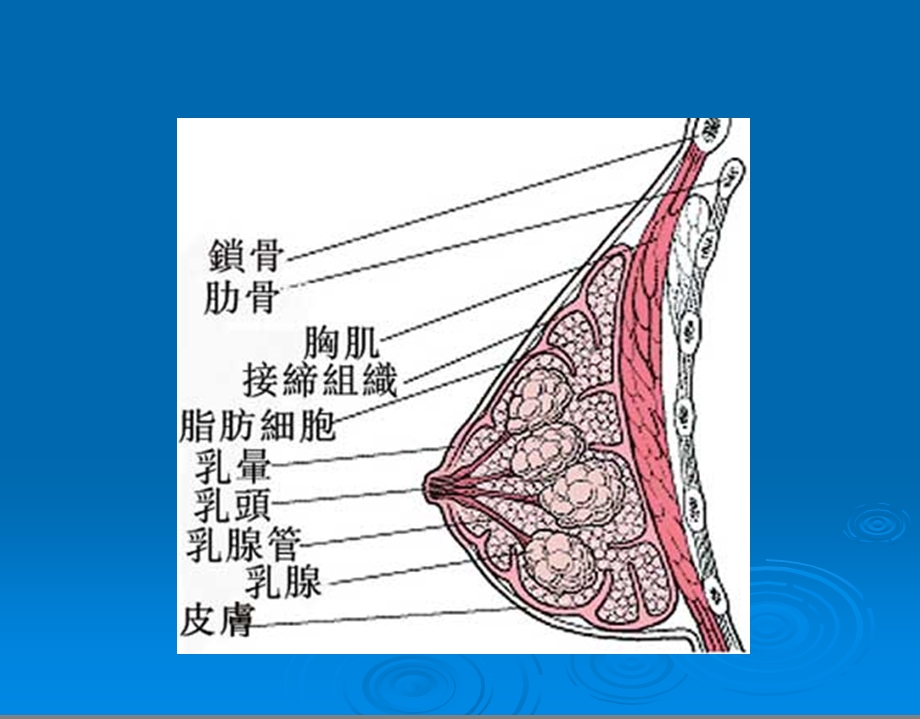 医院乳房肿块防治知识.ppt_第2页