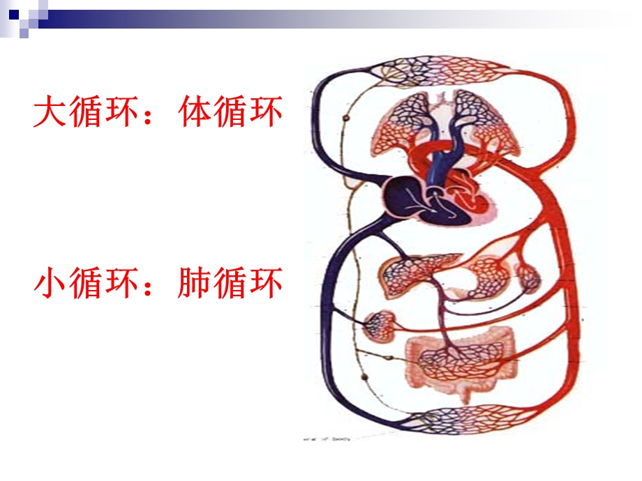 心脏血管解剖.ppt_第2页