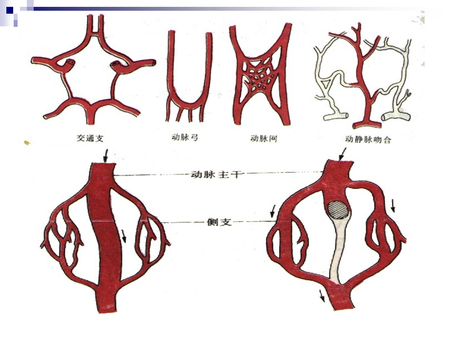 心脏血管解剖.ppt_第3页