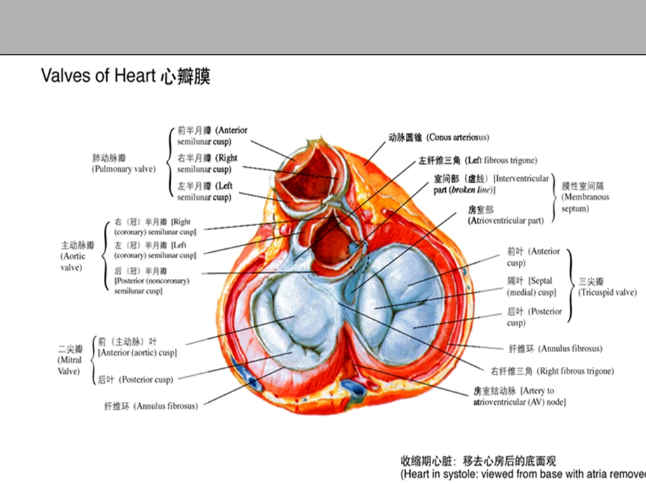 主动脉关闭不全.ppt.ppt_第2页