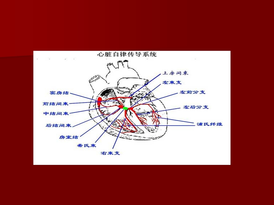 动态心电图基夲知识介绍.ppt_第2页