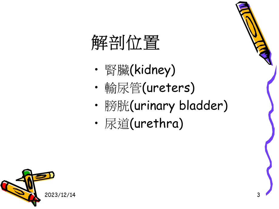 泌尿系统解剖及其影像检查方法.ppt_第3页