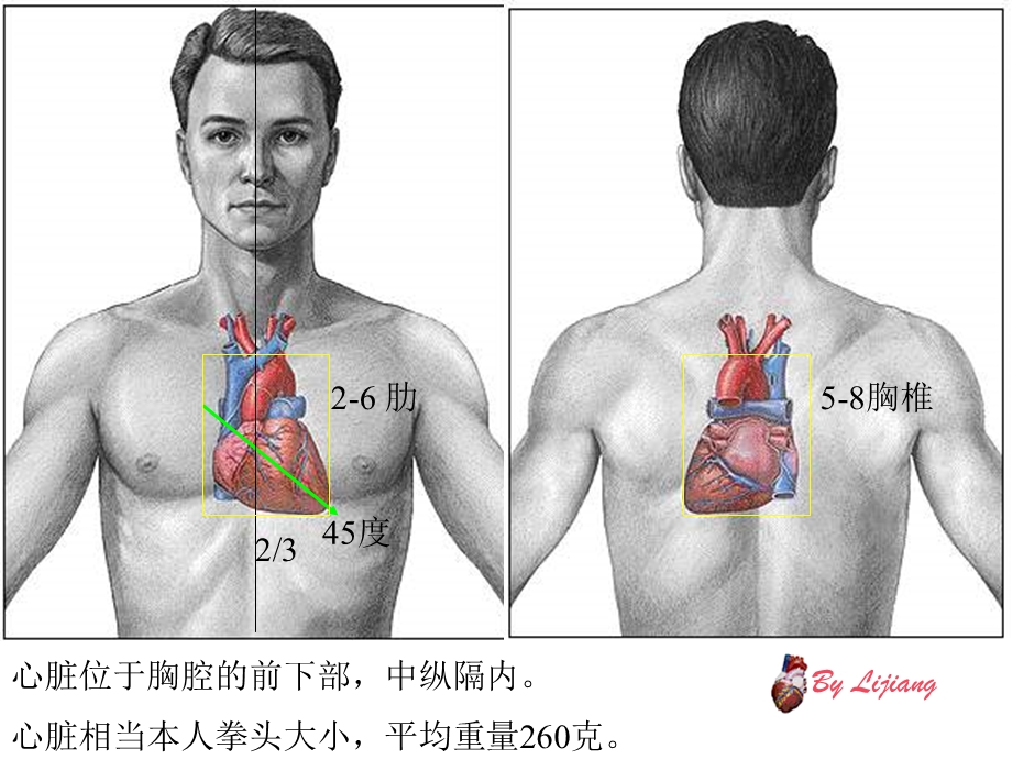 心脏解剖基础.ppt_第2页