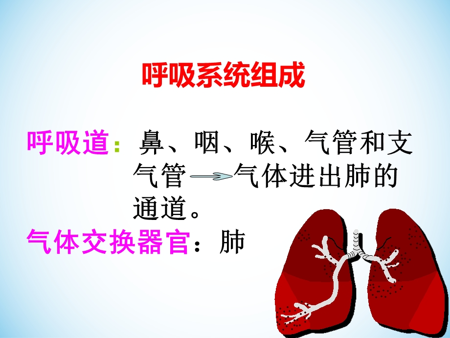 呼吸系统生理解剖.ppt_第2页