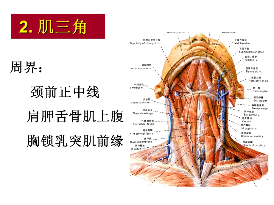 颈部解剖ppt演示文稿.ppt_第1页