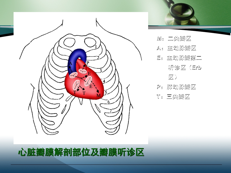 诊断学基础——心脏检查~.ppt_第3页