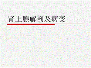 肾上腺解剖及病变.ppt