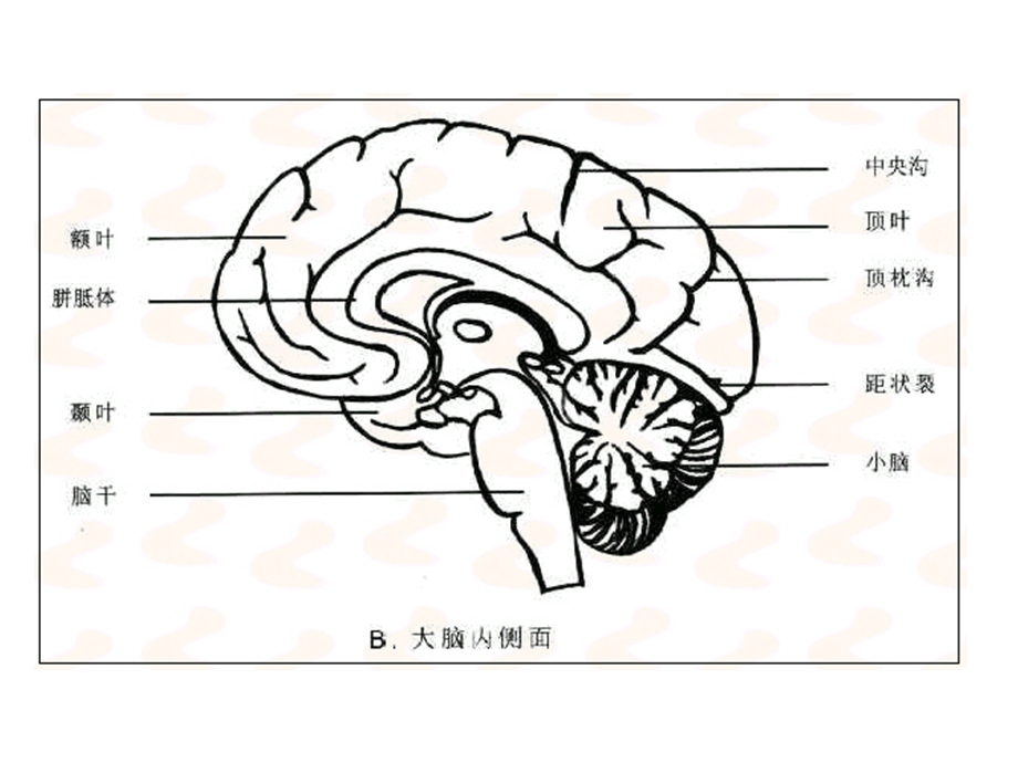 脑解剖及CT、MRI.ppt_第3页