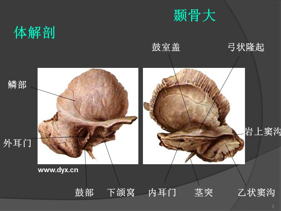 颞骨断层解剖及CT三维重建.ppt_第3页